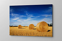 Obraz na stenu Balíky slamy na poli , žatva seno pole